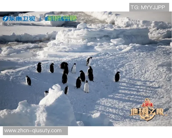 斑马与狼的生存之战:草原上的智慧与勇气较量 斑马与狼的生存之战:草原上的智慧与勇气较量